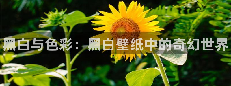 91动漫不用下载：黑白与色彩：黑白壁纸中的奇幻世界